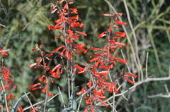 Penstemon subulatus