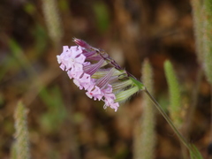Silene bellidifolia