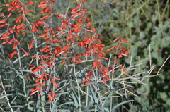 Penstemon subulatus