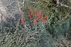 Penstemon subulatus