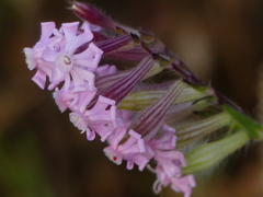 Silene bellidifolia