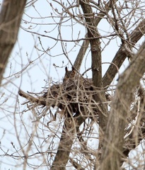 Bubo virginianus virginianus