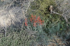 Penstemon subulatus