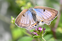 Lepidochrysops patricia