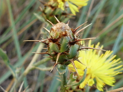 Centaurea sicula