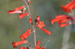 Penstemon subulatus