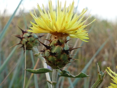 Centaurea sicula