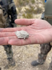 Phrynotettix robustus