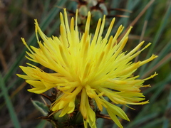 Centaurea sicula
