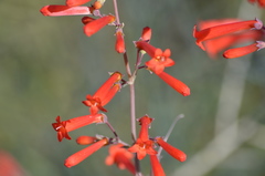 Penstemon subulatus
