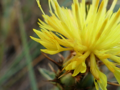 Centaurea sicula