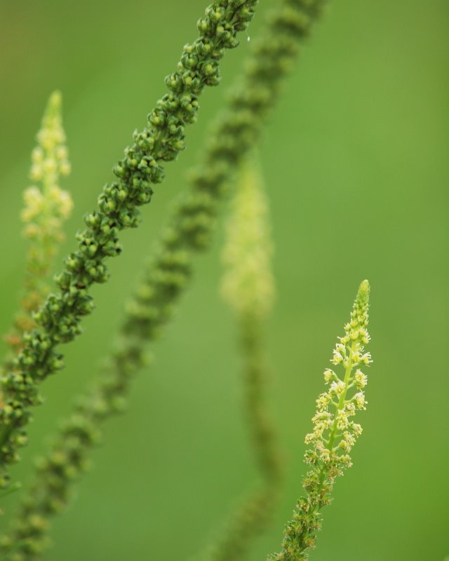 Reseda luteola