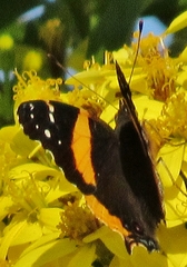 Vanessa hippomene hippomene