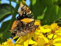 Vanessa hippomene hippomene