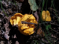Cantharellus flavus