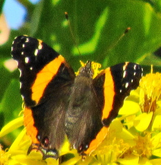 Vanessa hippomene hippomene