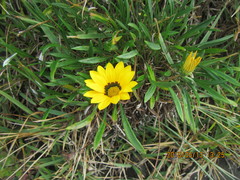 Gazania linearis