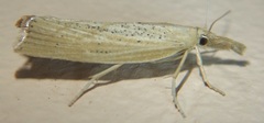 Pediasia dorsipunctellus