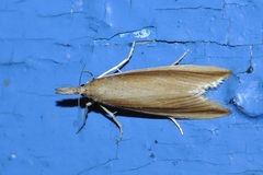 Donacaula mucronella