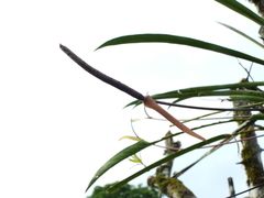 Anthurium gracile