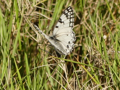 Melanargia arge