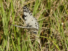 Melanargia arge