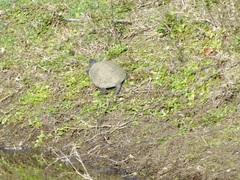 Emys orbicularis galloitalica