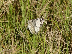 Melanargia arge