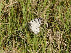 Melanargia arge