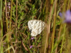Melanargia arge