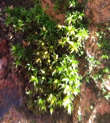 Orthotrichum diaphanum