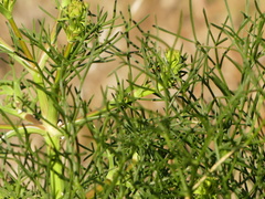Cachrys libanotis