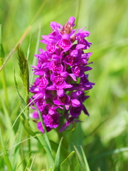 Dactylorhiza purpurella