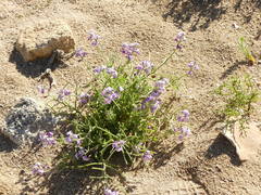Matthiola tricuspidata