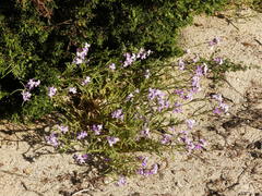 Matthiola tricuspidata