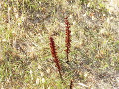 Orobanche sanguinea