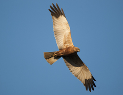 Circus aeruginosus