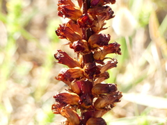 Orobanche sanguinea