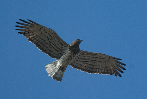 Short-toed Snake-Eagle