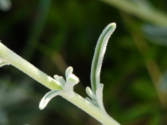 Matthiola tricuspidata