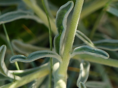 Matthiola tricuspidata