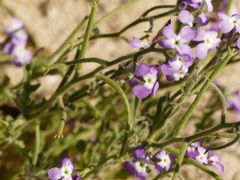 Matthiola tricuspidata