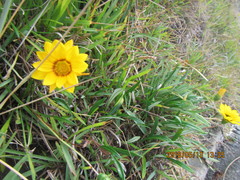 Gazania linearis