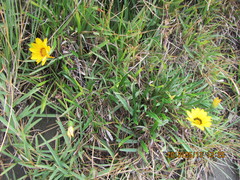 Gazania linearis