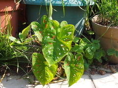 Caladium humboldtii