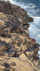 Grapsus adscensionis