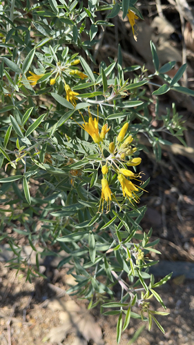 iNaturalist observation photo of Bladderpod