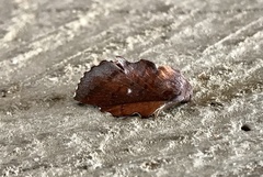 Phyllodesma occidentis