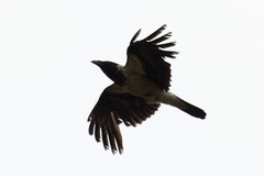 Corvus cornix