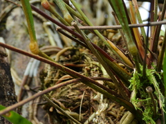 Anthurium gracile